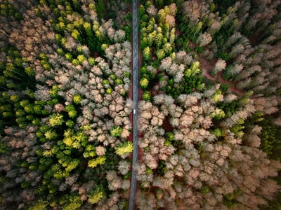 树间道路鸟瞰摄影